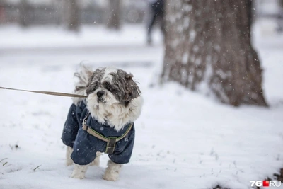 Морозы в Ярославле ослабнут, но ненадолго