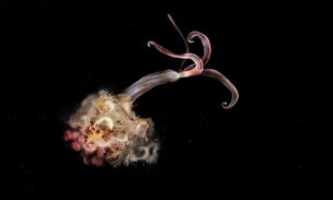 🐳На китовых кладбищах в Тихом океане не нашли червей-зомби, и это плохо, говорят морские биологи