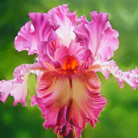 Аватарка Iris