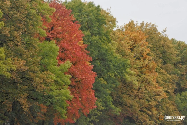 И Петербург, и Москва в тылу циклона, но погода в столицах разная | Источник: Михаил Огнев / «Фонтанка.ру»