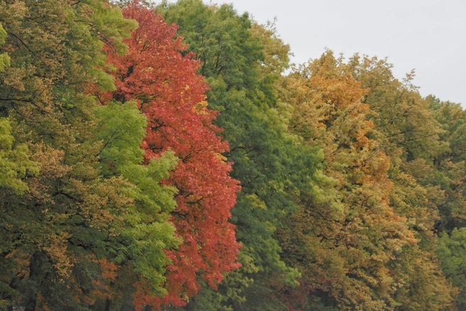 Суббота в Петербурге будет солнечной и по-осеннему теплой | Источник: Михаил Огнев / «Фонтанка.ру»