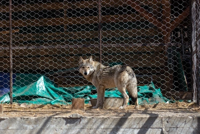 Побег волка в Корее вызвал скандал из-за происхождения