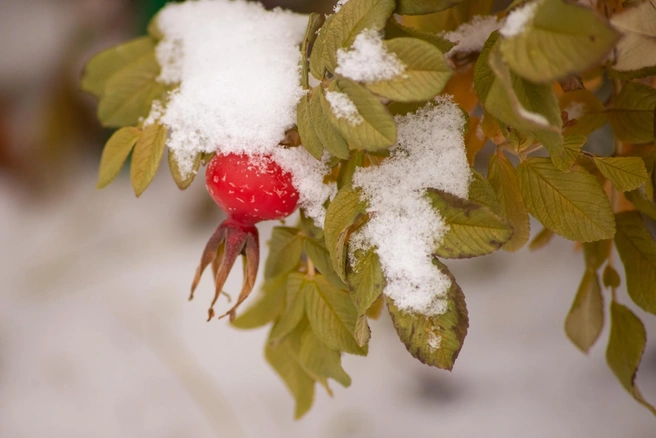 Источник: Лилия Гарипова / Vk.com