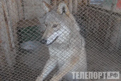 Волк атаковал человека в селе Каховка Приамурья