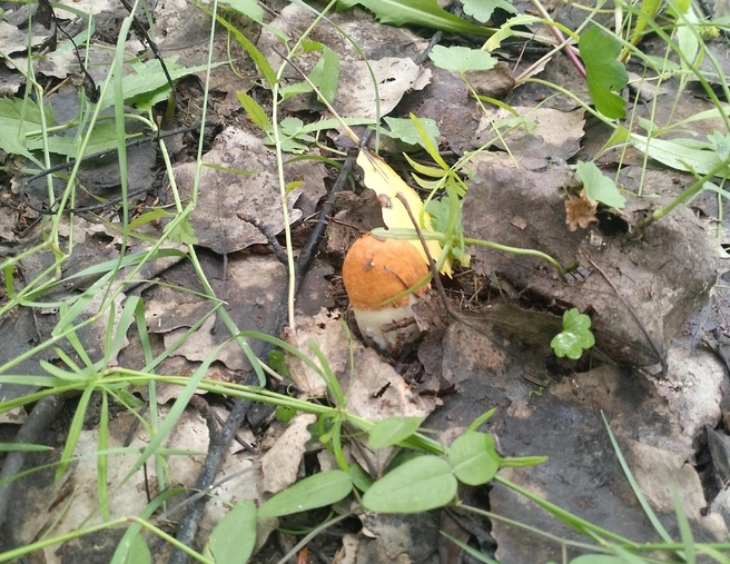Мимо такого малыша можно пройти и даже его не заметить. Но только не этому опытному грибнику  | Источник: Дмитрий Простой / Vk.com