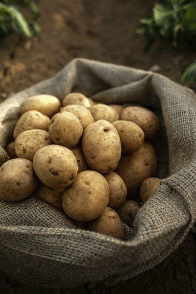 картофель полезные свойства для человека
