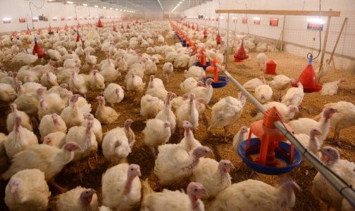 Россиян предупреждают об угрозе птичьего гриппа