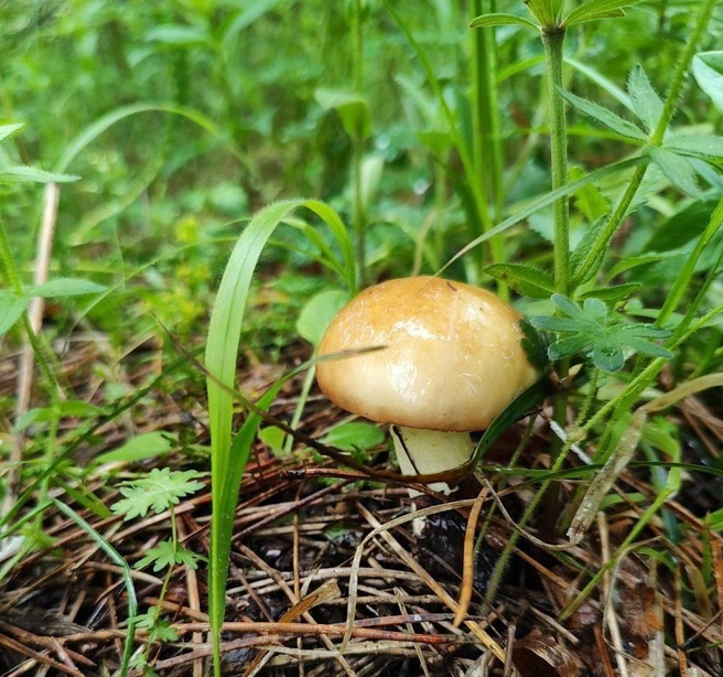 Этот масленок нашли в лесу в этом мае  | Источник: Ольга Курочкина 