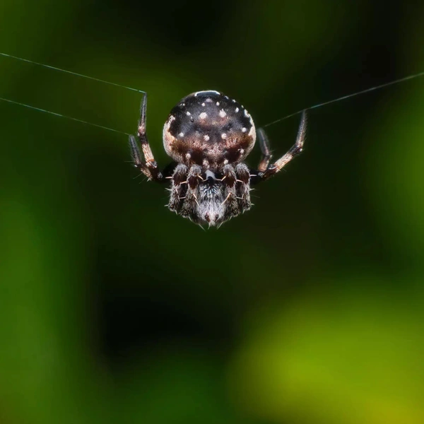 Финалист в номинации «Молодой фотограф» | Источник: Oliver Lacey / Australian Geographic Nature Photographer 2025