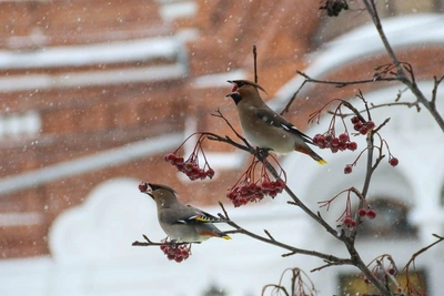 Waxwings Winter Feast on Rowan in Nizhny Novgorod