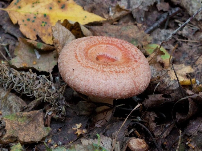 У гриба ножка покрыта пушком | Источник: Mycology.su