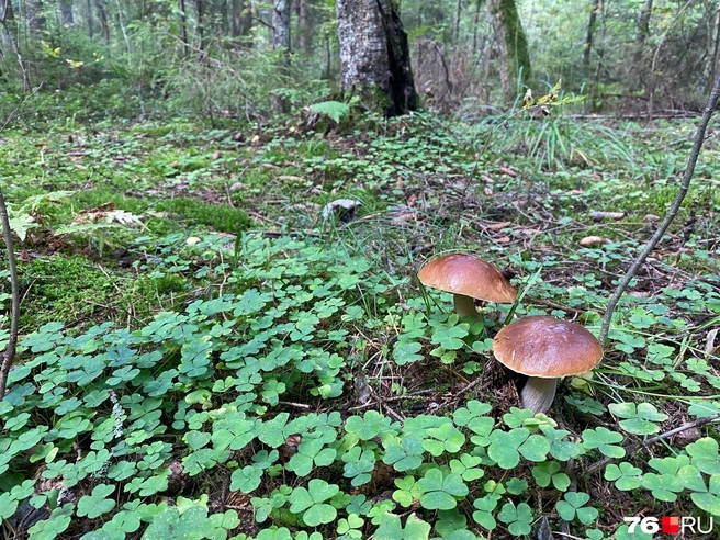 Миколог назвала самую полезную часть гриба | Источник: Анастасия Вязигина / 76.RU