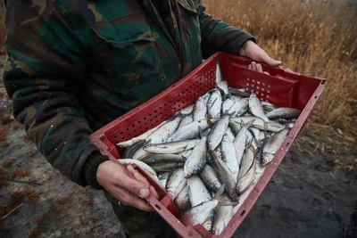 Прокуратура Приморья подала иск к рыбколхозу из-за земли