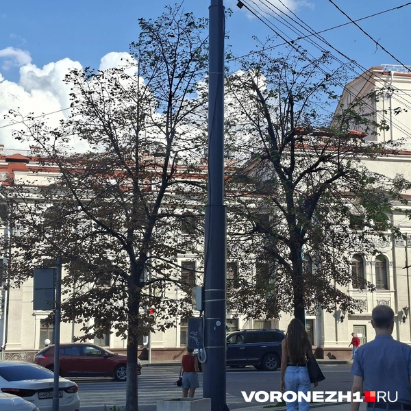 Источник: читательница Voronezh1.ru