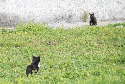 Котята выпали из авто во Владивостоке и выжили