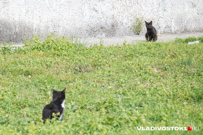 Источник: Елена Буйвол / VLADIVOSTOK1.RU