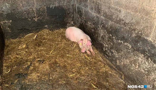 Хрюшку сразу отсадили в отдельный вольер | Источник: Фотографии предоставлены семьей Польниковых