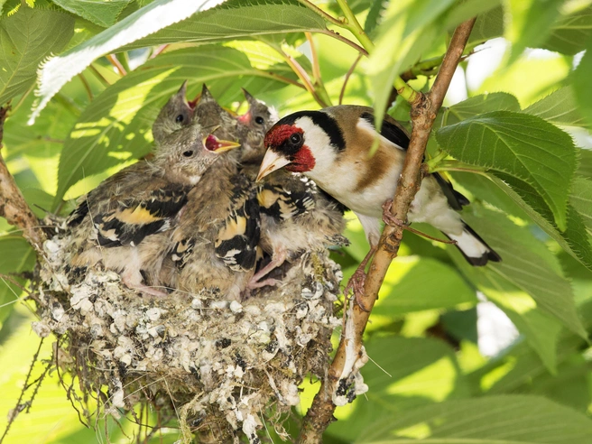 Гнездо обыкновенного щегла (Carduelis carduelis) | Источник: Blickwinkel via Legion Media