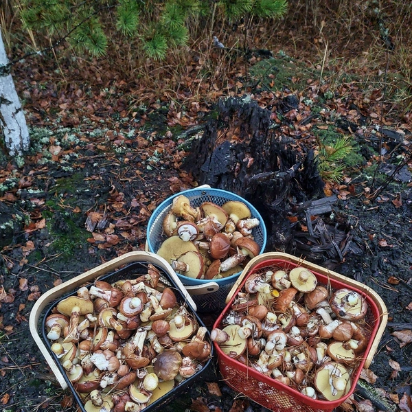 Источник: Василий Попов / Грибы в Подмосковье 2025 / VK.com