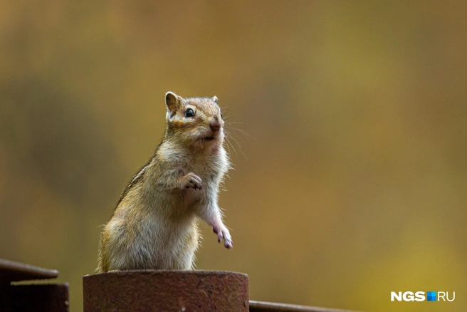 Осенью уменьшение светового дня может плохо повлиять на настроение, а оно — на восприятие холода | Источник: Александр Ощепков / NGS.RU