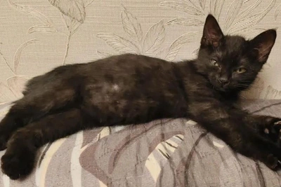 Найденного котенка с хвостом-помпоном продают за полмиллиона