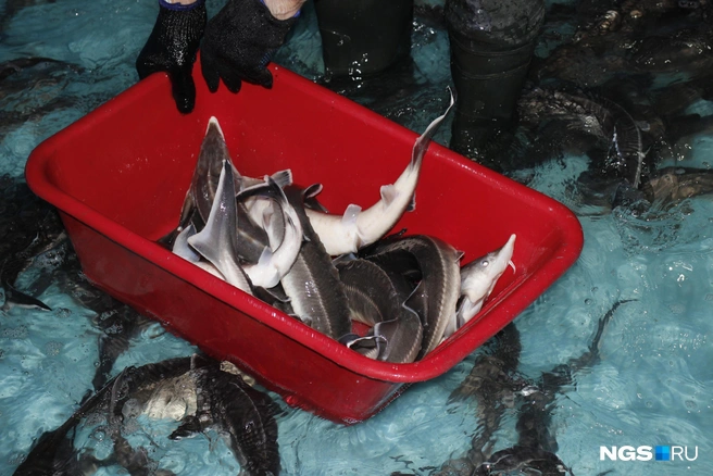 Стерляди такого размера — самый ходовой товар | Источник: Стас Соколов / NGS.RU