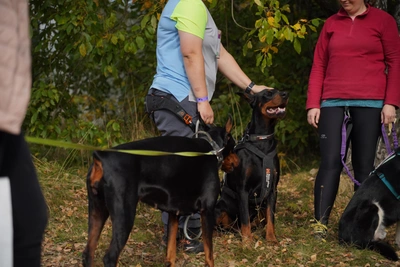Нападение трёх доберманов на девушку во Владивостоке