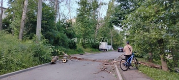 Дерево ликвидировали местные жители | Источник: читатель 76.RU Марк