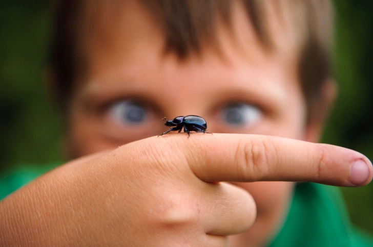 Ребенок убивает насекомых психология | Источник: Shutterstock