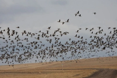 Численность краснокнижного гуменника в Забайкалье выросла в разы