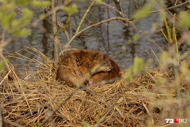 А это, пожалуй, самое экзотичное животное в нашей фотоподборке. Узнали? Это ондатра. Мы встретили эту семью грызунов в Казанском районе на съемках паводка | Источник: Ирина Шарова / 72.RU