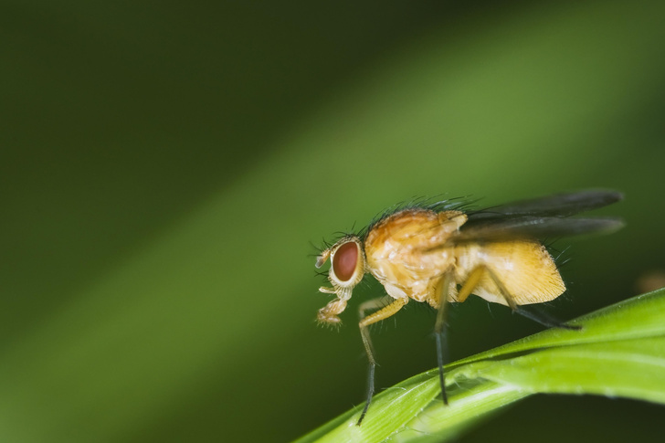 Ученые стерли память насекомому, избавив от травмирующих воспоминаний