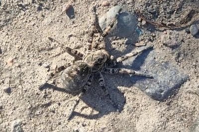 В Дарасуне нашли тарантула шансийского
