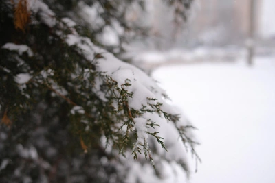 Wet Snow and Black Ice Expected in Murmansk Region