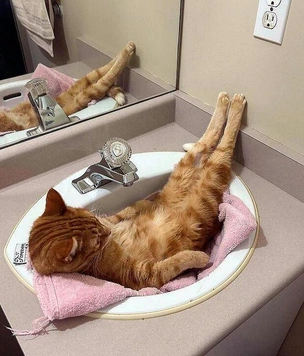 Смешные и красивые коты, которые не такие, как все (18 фото)