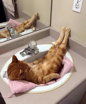 Смешные и красивые коты, которые не такие, как все (18 фото)