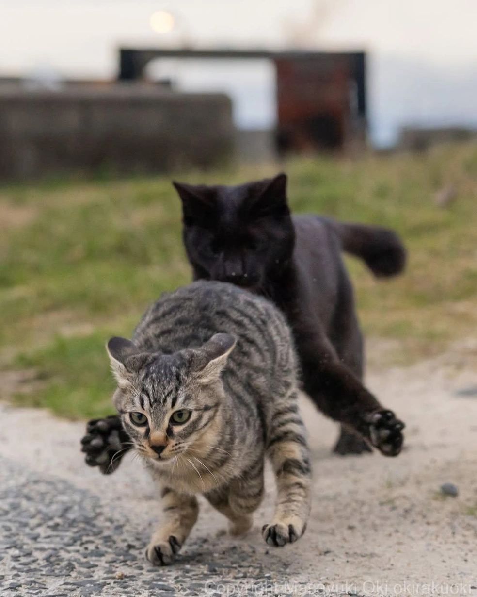 Беги, малыш, беги! | Источник: okirakuoki / Instagram (экстремистская организация, деятельность запрещена на территории РФ)