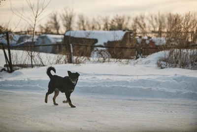 Criminal case opened over stray dog attacks in Plavsk