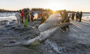 На вашем пляже появляется мертвый кит. Что будете делать с 40-тонной тушей?
