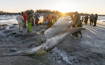 На вашем пляже появляется мертвый кит. Что будете делать с 40-тонной тушей?