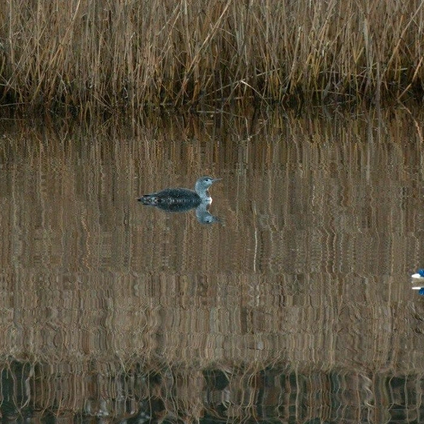 Источник: Каждой твари по паре