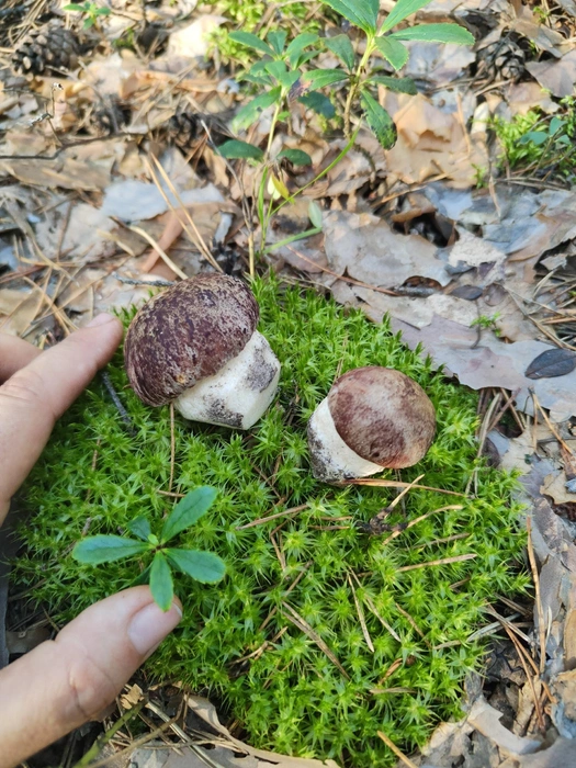 Ведро таких грибов удалось насобирать на Просвете  | Источник: Ольга Аполихина