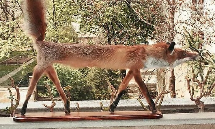 15 фото самых адовых трудов таксидермистов