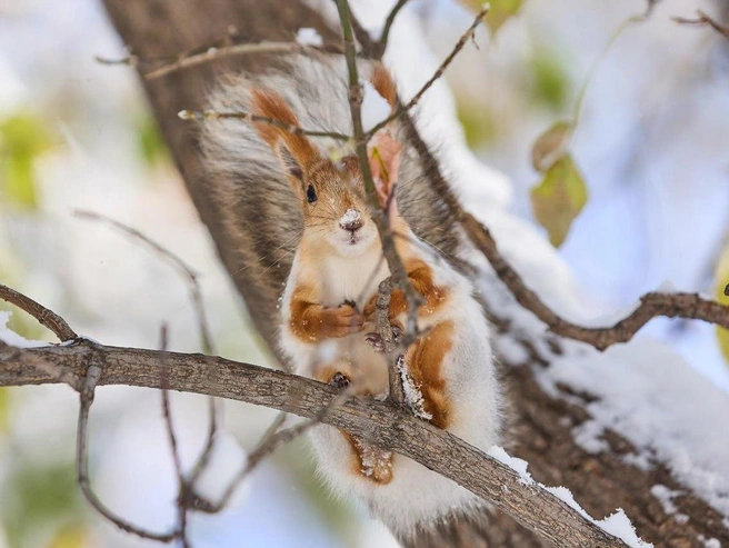Животы у белок остаются рыжими, а спинки уже стали серыми | Источник: Александр Ощепков
