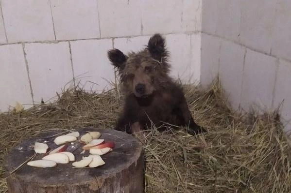 Медведице, по данным экспертов, всего около года | Источник: karendallakyan / Instagram.com