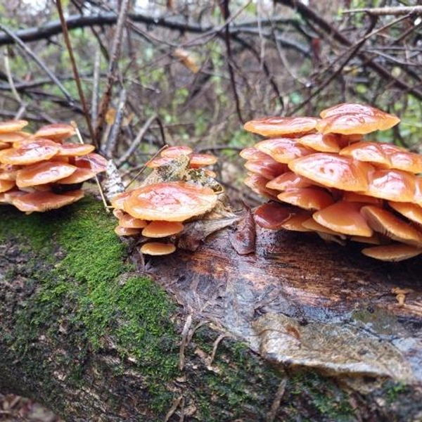 Источник: Мосфронт Мосфронт / Грибы в Подмосковье 2025 / VK.com