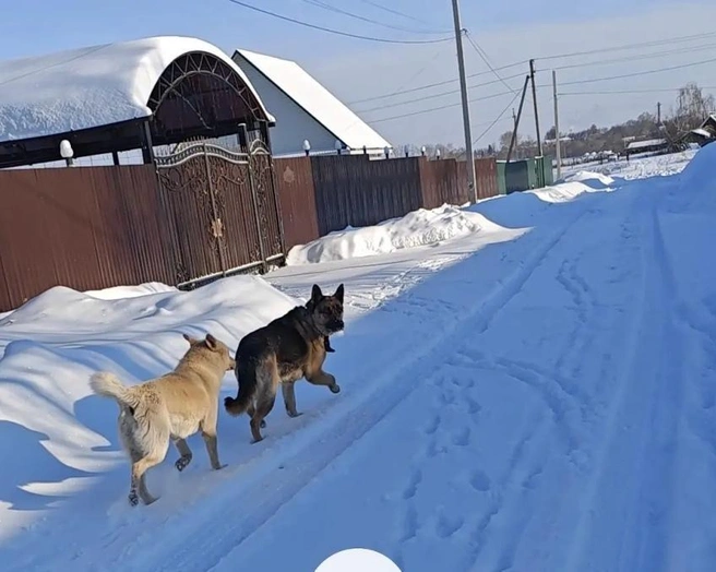 Собаки, которые напали на девочку, по словам автора поста | Источник: Кетовский район&nbsp;— неофициальное сообщество