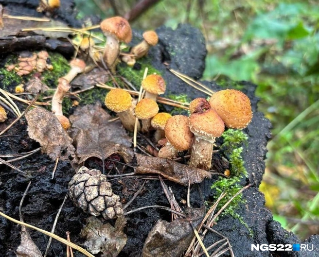 Опята растут гроздьями на деревьях и пнях | Источник: Лина Гордеева/NGS22.RU