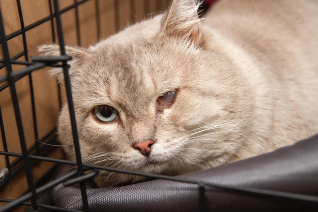 Маркиз лишился любящего хозяина, но надеется снова его обрести | Источник: Общественное движение помощи животным «Ковчег» / ВКонтакте