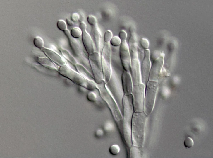 Одомашненный грибок Penicillium, используемый в массовом производстве, вытесняет уникальные разновидности плесени и бактерий, отвечающие за вкус традиционных сыров | Источник: alanphillips / iStock